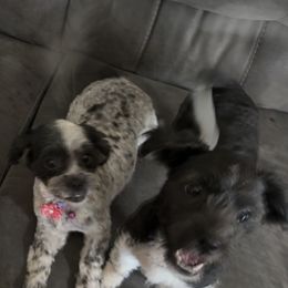 Coton de Tulear All Grown Up from Avana cotons