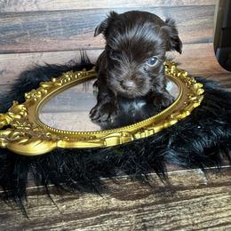 Winston - Liver male Yorkshire Terrier puppy in Tulsa, Oklahoma from Conns Cuddly Canines