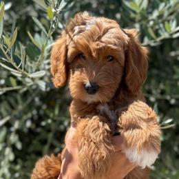 Sparkle - Red  female Goldendoodle puppy in Modesto, California from Central Valley Canine Companions