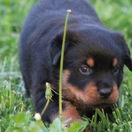 Rottweiler Puppies from Cross Creek Rottweilers