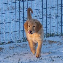 Holly - Apricot female Goldendoodle puppy in Mullin, Texas from Grosenbacher Goldendoodles