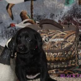 Labrador Retriever Puppies from Copper Creek Outfitters and Kennel