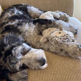 Aussiedoodle All Grown Up from Pawsitively Doodles