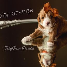 Goldendoodle Puppies from FrillyPaws Doodles