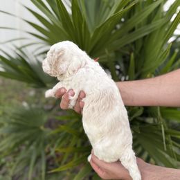 Orange - Cream male Goldendoodle puppy in Cape Coral, Florida from Magnolia Doodles co.