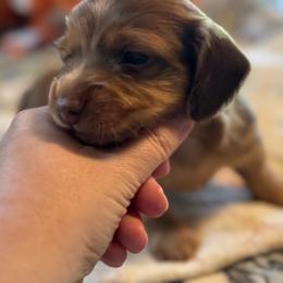 Colt - Dapple male Dachshund puppy in Staley, North Carolina from Langley Farms Dachshunds