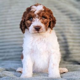 Cranberry - Parti male Goldendoodle puppy in Pittsburg, Texas from Grace Springs Goldendoodles