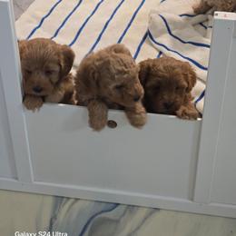KoKo - Apricot male Maltipoo puppy in Nokomis, Florida from Sunset Farm Florida
