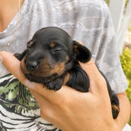 Flint AKC 3220 - Black and tan male Dachshund puppy in Indian Trail, North Carolina from Hilda’s Teenie Weenies
