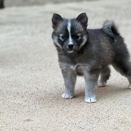 Pomsky Puppies from Ponderosa Pomskies
