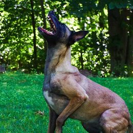 JUDDY - Belgian Malinois