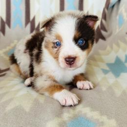 Boy 3 - Red merle male Australian Shepherd puppy in Oklahoma from DRB Dachshunds