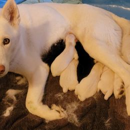 Mya - Siberian Husky