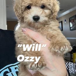 Will - Apricot male Poodle puppy in Oceanside, New York from Anastasia Poodles three four seven seven five four two three four five