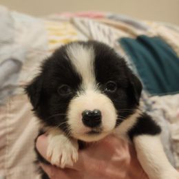 Lucy - Black Australian Shepherd puppy in Walhalla, South Carolina from Hickory Woods Aussies