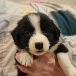 Lucy - Black Australian Shepherd puppy in Walhalla, South Carolina from Hickory Woods Aussies