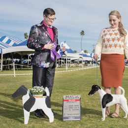 Draco - Smooth Fox Terrier