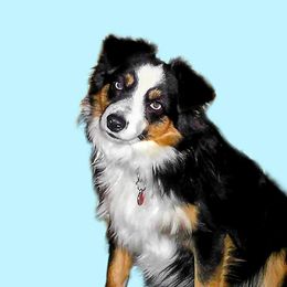 Little Bill - Toy Australian Shepherd
