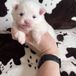 Girl 1 - Blue merle female Pomeranian puppy in Newalla, Oklahoma from Classy Poms