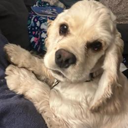 Albert - Cocker Spaniel