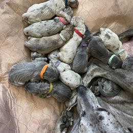 Great Dane Puppies from Great Danes (Merle, Blue, Fawn)