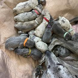 Great Dane Puppies from Great Danes (Merle, Blue, Fawn)