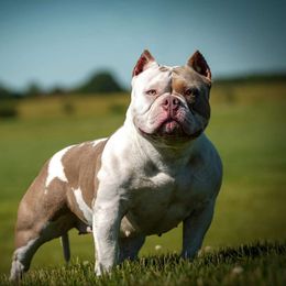 Big Girl - American Bully