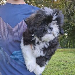 Shadow - Black and white male Shih Tzu puppy in Lebanon, Pennsylvania from Stoney Acre Farms