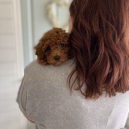 Maltipoo Puppies from Puppyzenn