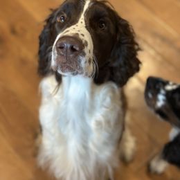 English Springer Spaniel puppies from Clucking Homestead Springers & Dachshunds
