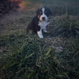 Snickers - Black tri-color male Australian Shepherd puppy in Denton, North Carolina from Double R Farm Aussies