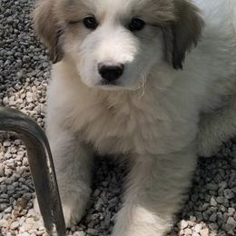 Great Pyrenees from Impyrial Great Pyrénées