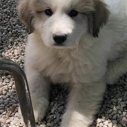 Great Pyrenees from Impyrial Great Pyrénées