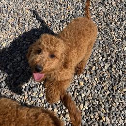 Swiss - Apricot female Goldendoodle puppy in Payson, Utah from Country Sky Doodles