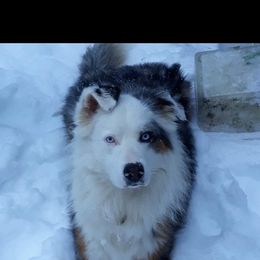 Australian Shepherd and Pomeranian All Grown Up from Willamette Valley Aussies