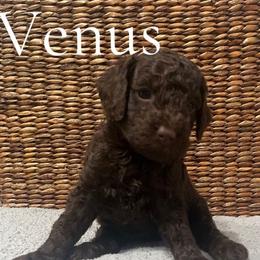 Girl 1-Venus - Brown female Poodle puppy in St Augustine, Florida from St. Augustine Poodles
