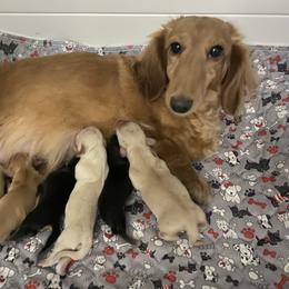 Caramel Apple - Black and cream female Dachshund puppy in Wolf Lake, Indiana from Canisteo Dachshunds