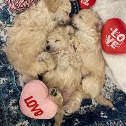 Apollo - Cream male Poodle puppy in Leesburg, Florida from Merrily Miniature Poodles