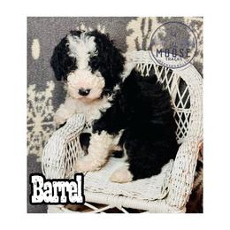 Barrel - Tri-color male Bernedoodle puppy in Belleville, Michigan from Moose Tracks Bernedoodles