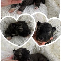 Briar - Agouti and white male Siberian Husky puppy in Florence, Kentucky from Moonlight Howl Huskies