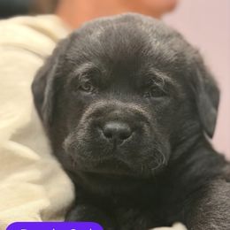 Purple - Black female Labrador Retriever puppy in Manheim, Pennsylvania from Monarch Labradors