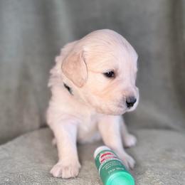 Girl 8 - Emerald - Light golden female Golden Retriever puppy in Mc Minnville, Tennessee from Wishaw Whisky Golden Retrievers