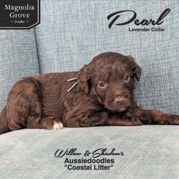Pearl - Lavender Collar - Brown and white female Aussiedoodle puppy in Oxford, Alabama from Magnolia Grove Doodles