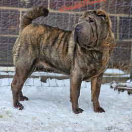 Neener - Chinese Shar-Pei