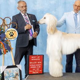 Afghan Hounds from Whirlaway's Ranch