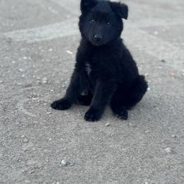 AKC Bobby - Black male Belgian Sheepdog puppy in Hastings, Minnesota from Century Hills Farm