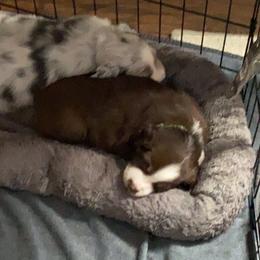Australian Shepherd Puppies from Kent island Aussies
