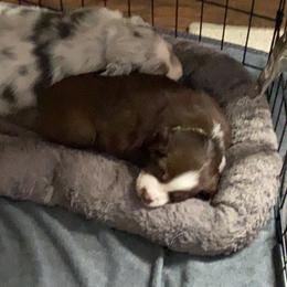 Australian Shepherd Puppies from Kent island Aussies