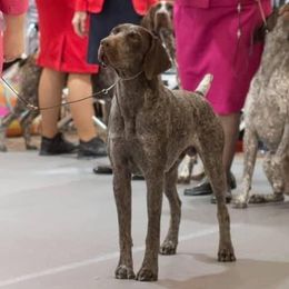 Gunther - German Shorthaired Pointer