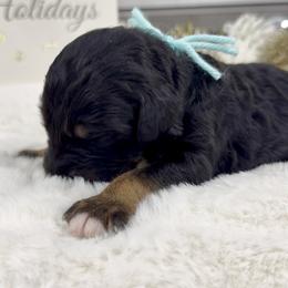 Snickerdoodle - Phantom female Bernedoodle puppy in Hegins, Pennsylvania from Bubbling Springs Doodles, LLC